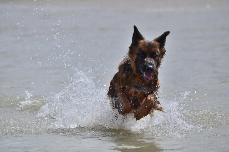 German Shepherd Dog — Brown, Active, Afternoon, Photograph, Water, Splashes