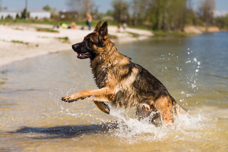 German Shepherd Dog — Brown, Active, Afternoon, Photograph, Water