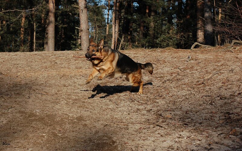 German Shepherd Dog — Brown, Active, Afternoon