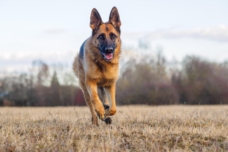 German Shepherd Dog — Brown, Active, Autumn, Photograph