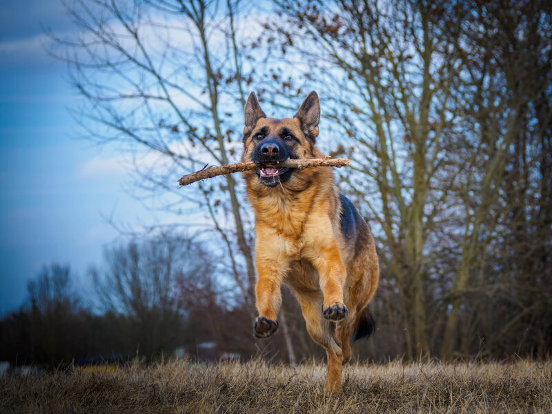German Shepherd Dog — Brown, Active, Autumn
