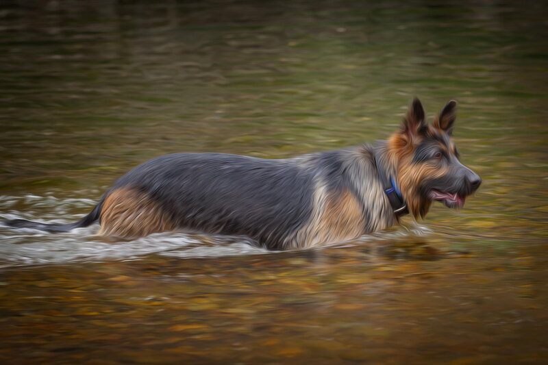 German Shepherd Dog — Brown, Active, Digital Art