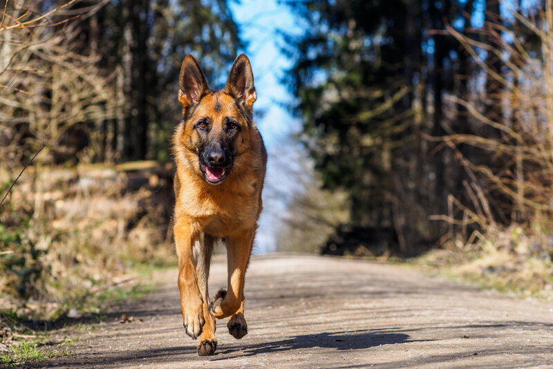 German Shepherd Dog — Brown, Active, Spring