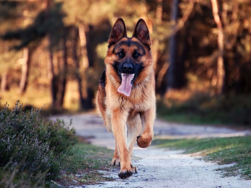 German Shepherd Dog — Brown, Active, Sunset, Photograph, Path