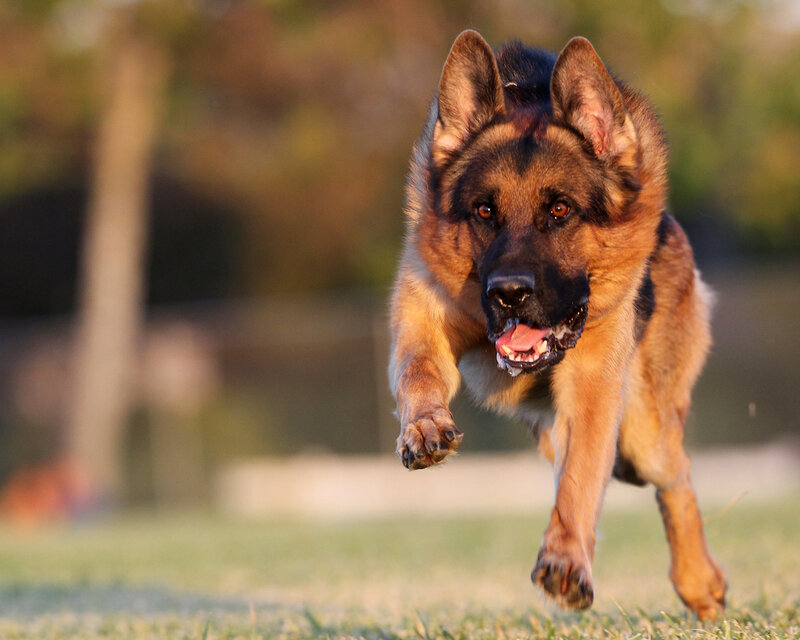 German Shepherd Dog — Brown, Active, Sunset, Photograph
