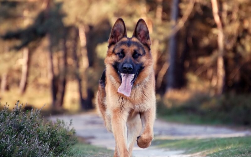 German Shepherd Dog — Brown, Active, Sunset