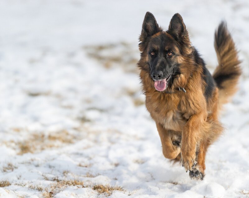 German Shepherd Dog — Brown, Active, Winter, Photograph, Snow