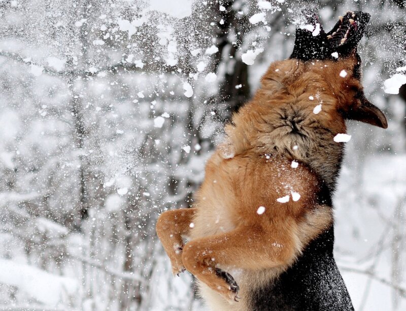 German Shepherd Dog — Brown, Active, Winter, Photograph, Snow, Trees