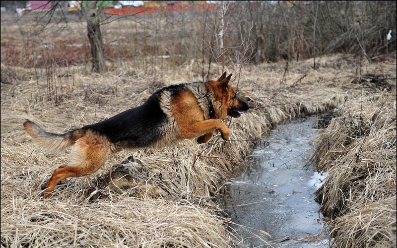 German Shepherd Dog — Brown, Active, Winter, Photograph, Stream