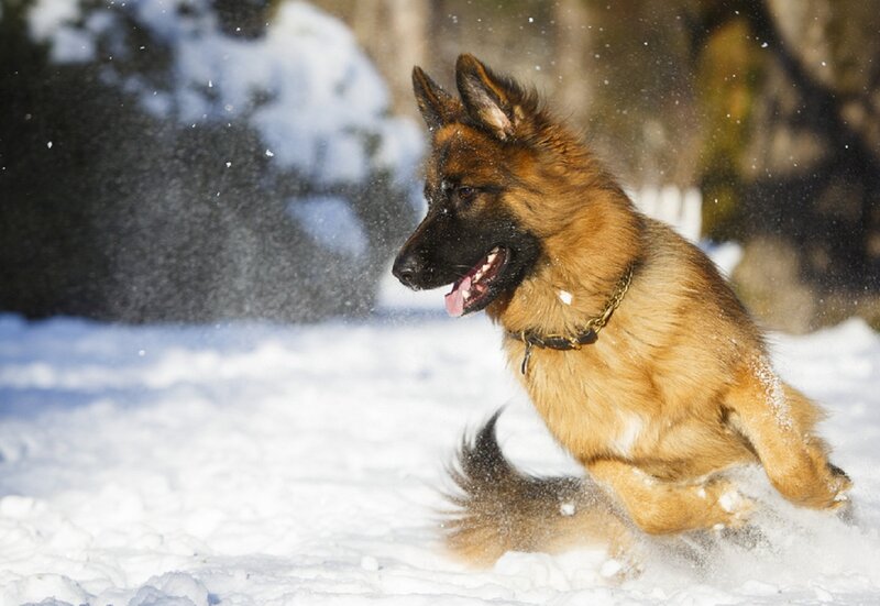 German Shepherd Dog — Brown, Active, Winter, Photograph