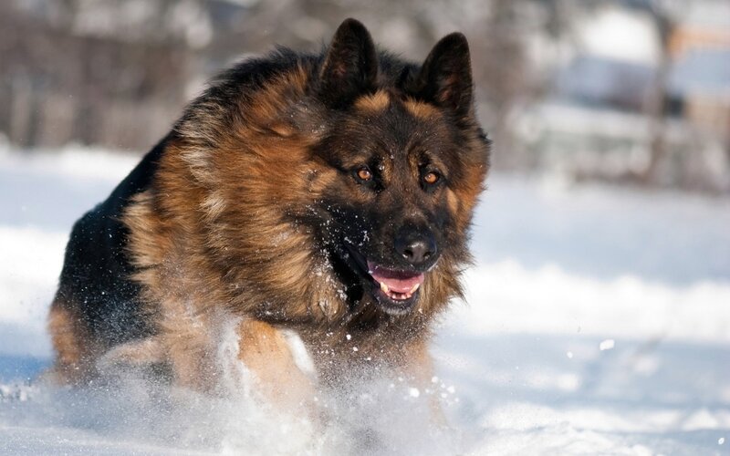 German Shepherd Dog — Brown, Active, Winter