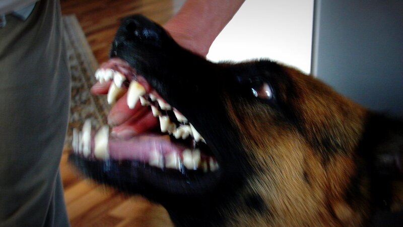 German Shepherd Dog — Brown, Aggressive