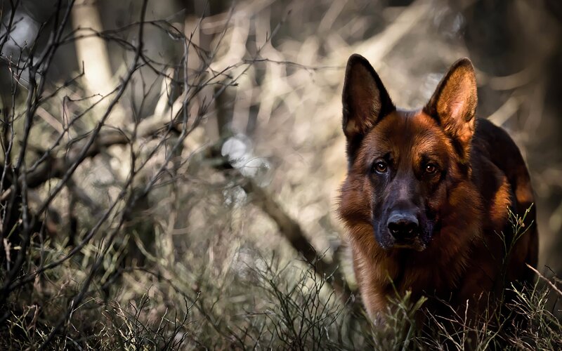 German Shepherd Dog — Brown, Alert, Afternoon, Photograph, Forest