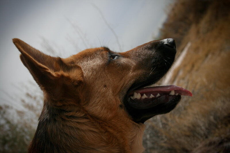 German Shepherd Dog — Brown, Alert, Afternoon, Photograph