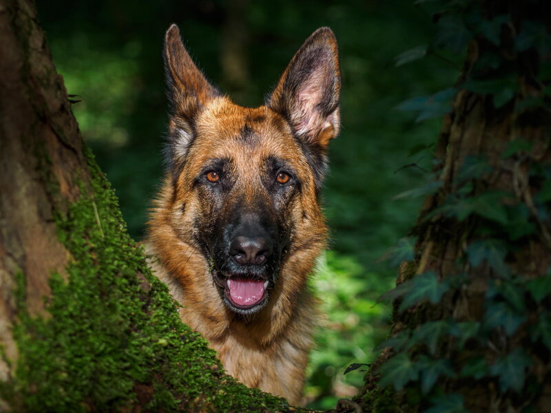 German Shepherd Dog — Brown, Alert, Afternoon, Photograph, Tree