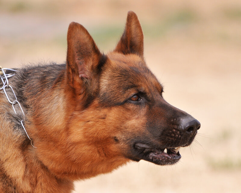 German Shepherd Dog — Brown, Alert, Afternoon