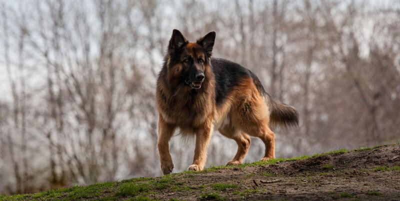 German Shepherd Dog — Brown, Alert, Autumn