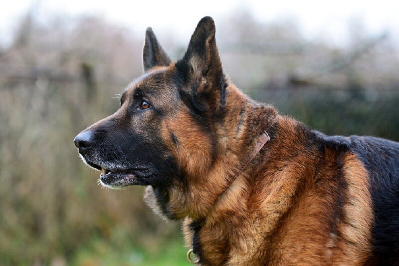 German Shepherd Dog — Brown, Alert, Photograph, Collar