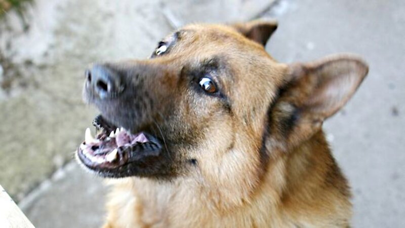 German Shepherd Dog — Brown, Alert, Photograph, Concrete Ground