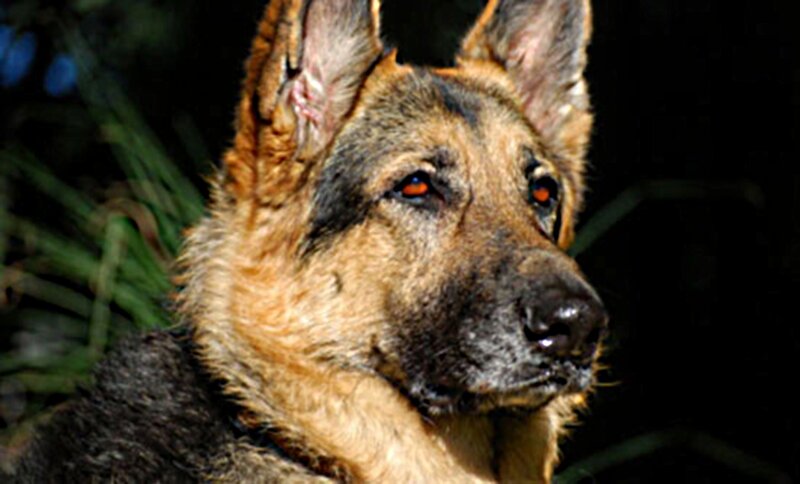 German Shepherd Dog — Brown, Alert, Photograph, Ears