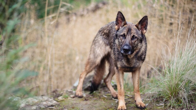 German Shepherd Dog — Brown, Alert, Photograph, Grass, Rock