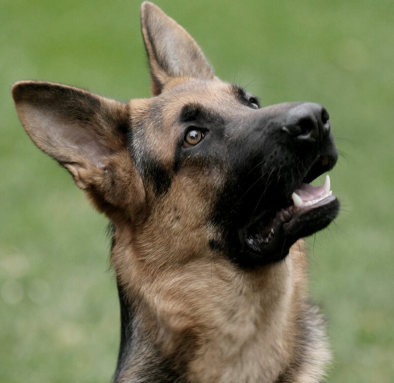 German Shepherd Dog — Brown, Alert, Photograph, Grass