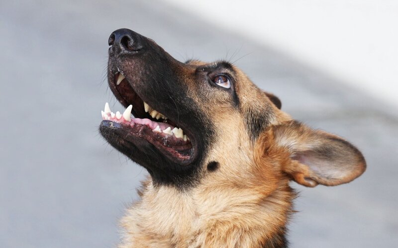 German Shepherd Dog — Brown, Alert, Photograph