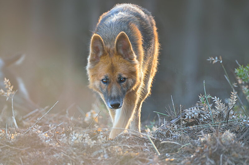 German Shepherd Dog — Brown, Alert, Sunset