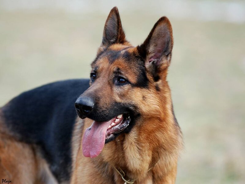 German Shepherd Dog — Brown, Alert