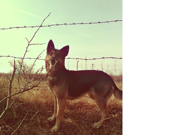 German Shepherd Dog — Brown, Calm, Afternoon, Photograph, Barbed Wire, Dry Grass