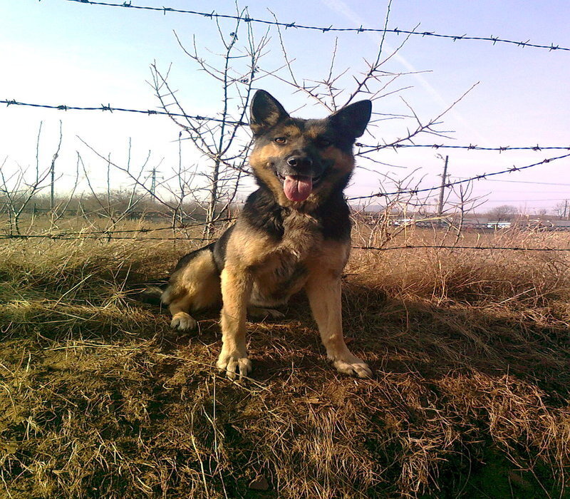 German Shepherd Dog — Brown, Calm, Afternoon, Photograph, Barbed Wire, Field