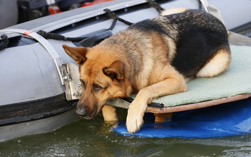 German Shepherd Dog — Brown, Calm, Afternoon, Photograph, Boat