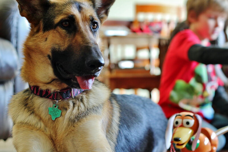 German Shepherd Dog — Brown, Calm, Afternoon, Photograph, Child