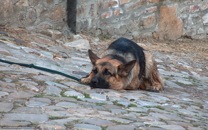 German Shepherd Dog — Brown, Calm, Afternoon, Photograph, Cobblestones