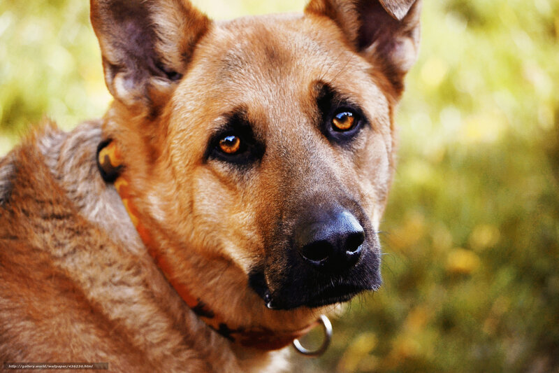 German Shepherd Dog — Brown, Calm, Afternoon, Photograph, Collar, Green Background