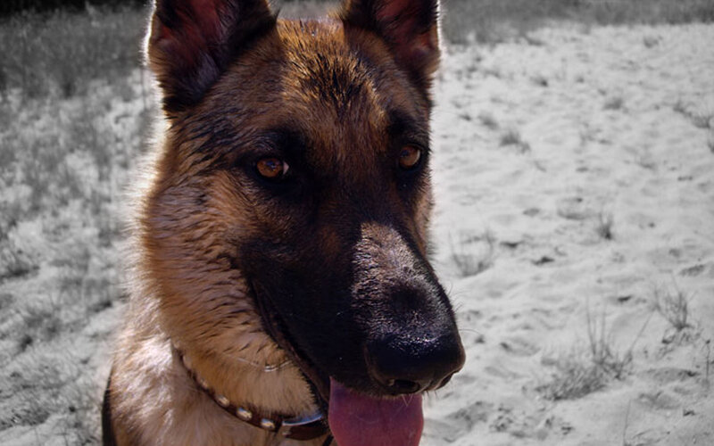 German Shepherd Dog — Brown, Calm, Afternoon, Photograph, Collar, Tongue