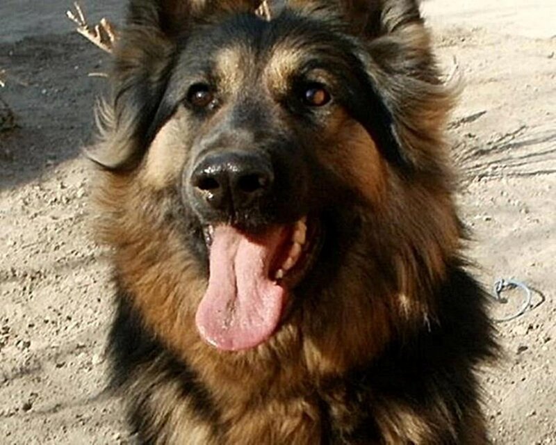 German Shepherd Dog — Brown, Calm, Afternoon, Photograph, Dirt Ground
