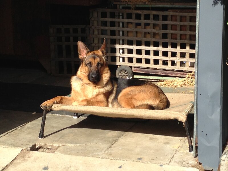 German Shepherd Dog — Brown, Calm, Afternoon, Photograph, Dog Bed
