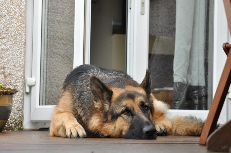 German Shepherd Dog — Brown, Calm, Afternoon, Photograph, Door