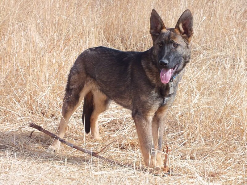German Shepherd Dog — Brown, Calm, Afternoon, Photograph, Dry Grass