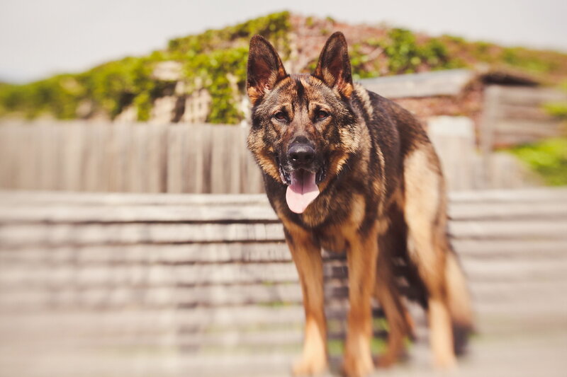 German Shepherd Dog — Brown, Calm, Afternoon, Photograph, Fence, Greenery