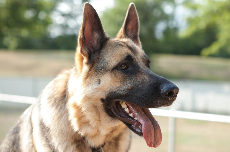 German Shepherd Dog — Brown, Calm, Afternoon, Photograph, Fence