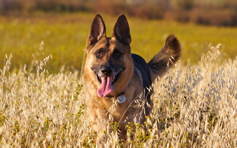German Shepherd Dog — Brown, Calm, Afternoon, Photograph, Field, Grass