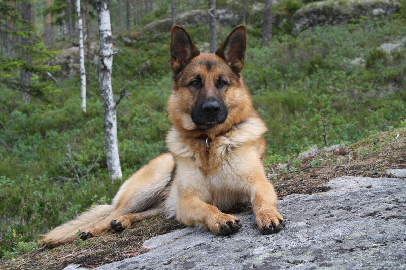 German Shepherd Dog — Brown, Calm, Afternoon, Photograph, Forest, Rock