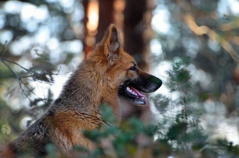 German Shepherd Dog — Brown, Calm, Afternoon, Photograph, Forest, Trees, Greenery