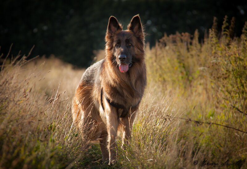 German Shepherd Dog — Brown, Calm, Afternoon, Photograph, Grass, Field