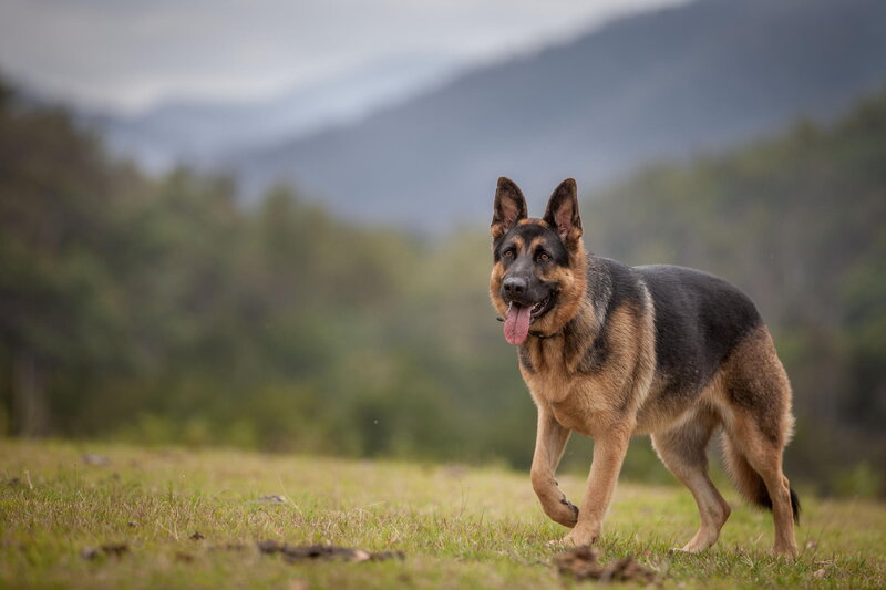 German Shepherd Dog — Brown, Calm, Afternoon, Photograph, Grass, Mountains