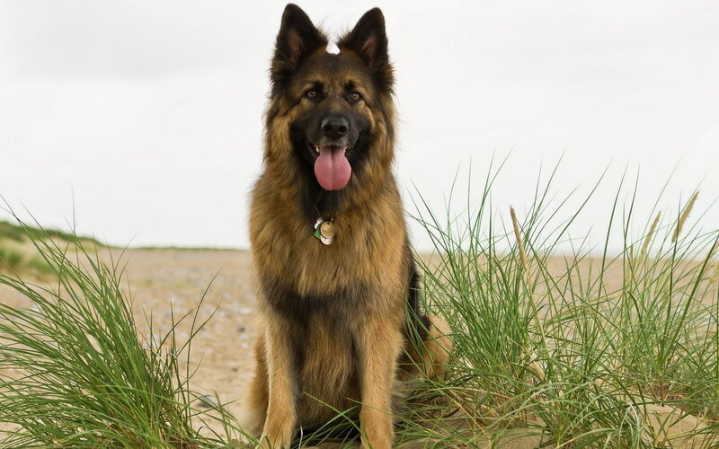 German Shepherd Dog — Brown, Calm, Afternoon, Photograph, Grass, Sand