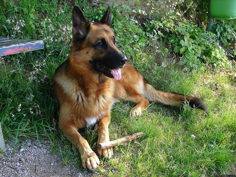 German Shepherd Dog — Brown, Calm, Afternoon, Photograph, Grass, Stick