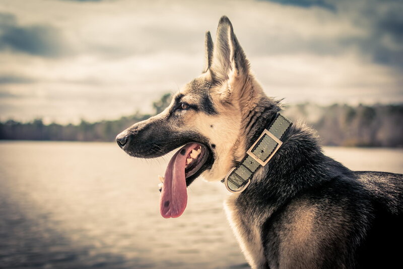 German Shepherd Dog — Brown, Calm, Afternoon, Photograph, Lake, Sky